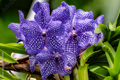 Tableau sur toile It is also known as the Blue Vanda and is native to the Himalayan regions and northeastern India