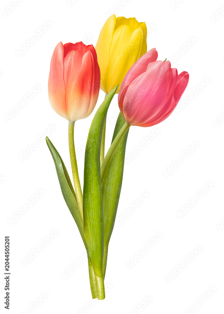 Fototapeta premium Three vibrant tulips in red, yellow, and pink on a white background.