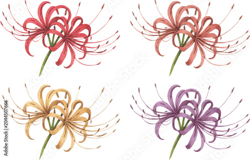 Photos set of Spider Lily Stem Watercolor Botanical Vector Illustration, Lycoris Radiat