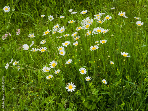 A lively field of Leucanthemum ircutianum (Oxeye Daisies) with white petals and yellow centers, scattered amongst lush green grass, creating a vibrant and natural scene.