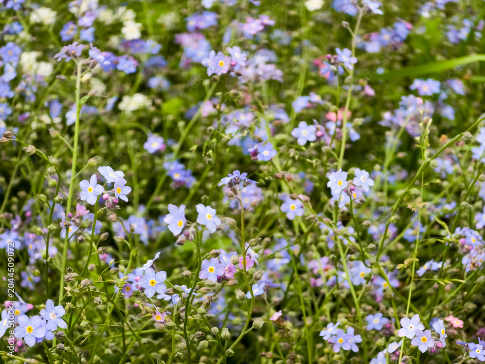 Obraz premium A dense field of delicate blue and white Forget-Me-Not flowers (Myosotis) with green stems, creating a soft, natural garden background. Ideal for spring, nature, or serene themes.