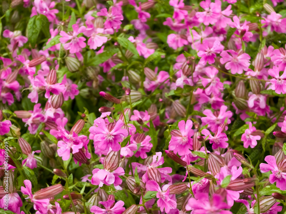 Obraz premium Abundance of blooming pink nodding catchfly flowers (Silene pendula) with striped seed pods in a summer garden.