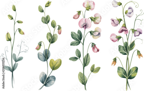 Foto set of Sweet Pea Flower Watercolor Botanical Vector Illustration, Climbing Garde