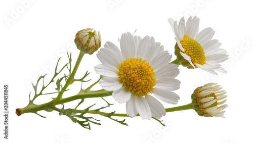 Bild auf Leinwand White daisies with yellow centers and buds on green stem