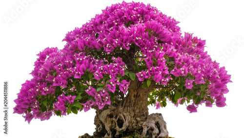 Fotografia Flowering Bougainvillea Bonsai Tree with Pink Purple Bracts