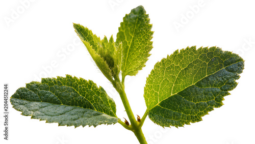 Foto Green plant stem with serrated leaves and new growth