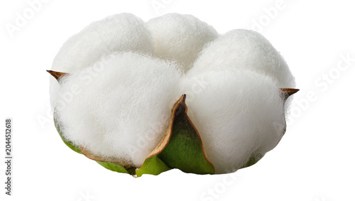 Foto Cotton boll with fluffy white fibers and green sepals