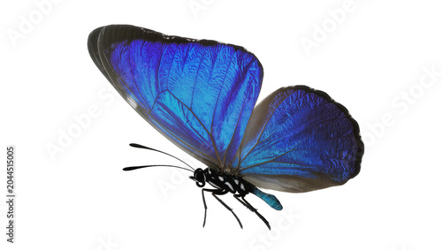 Tableau sur toile Blue Morpho Butterfly with Iridescent Wings
