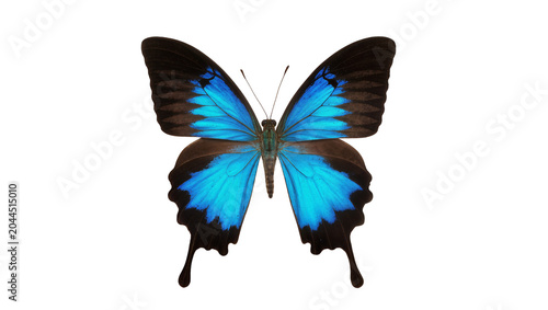 Fotografía Blue and black butterfly with spread wings