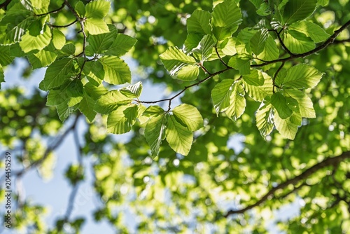 Close Up of Green Beech Leaves in Spring Forest, Beautiful Translucent Foliage with Sunbeams and Blue Sky Bokeh, Fresh Bright Nature Woodland Background for Eco and Wellness Concept