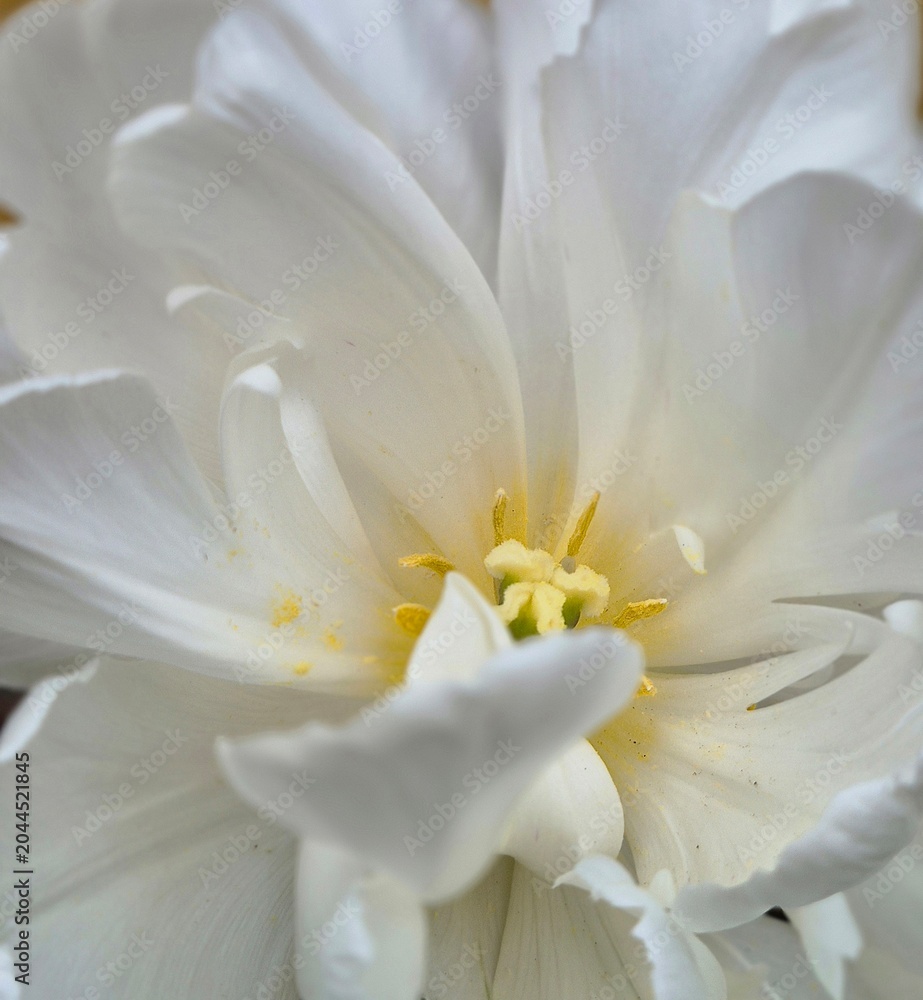 Obraz premium White Tulip Flower Macro