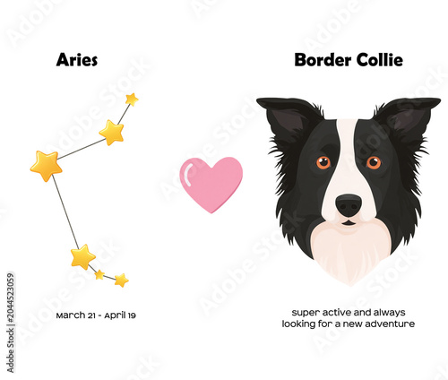 Zodiac sign Aries and Border Collie Dog breed. Dog breed most compatible with Aries.