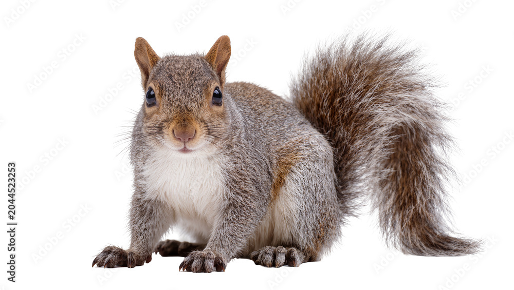 Obraz premium Eastern gray squirrel with fluffy tail on white