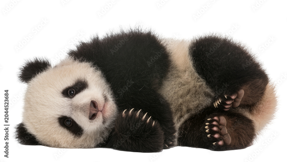 Fototapeta premium Baby panda bear lying on its side, cute and fluffy