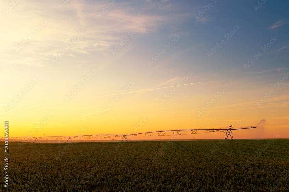 Obraz premium Agricultural irrigation system watering wheat field in summer 