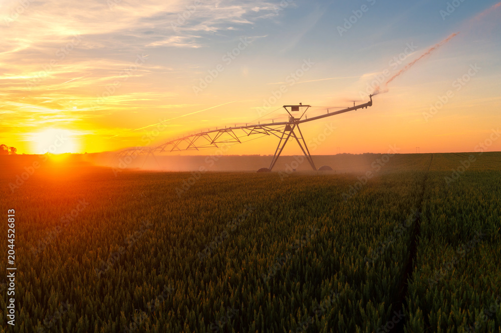 Obraz premium Agricultural irrigation system watering wheat field in summer 
