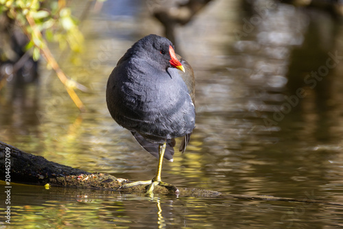 Foto Common moorhen balancing on one leg on a wet log in a pond