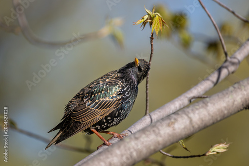 Photography European starling with glossy iridescent plumage perched on a tree branch lookin