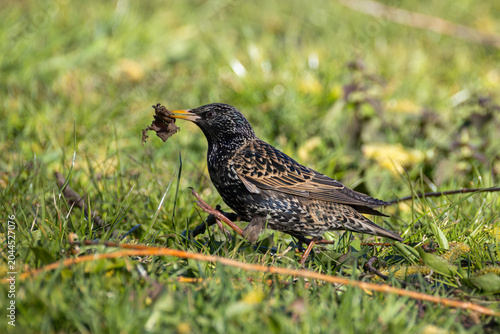 European starling with detailed speckled plumage walking in green grass and carrying dry leaves in its beak for spring nesting