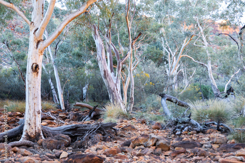Fotografi Kings Canyon, Northern Territory Australia
