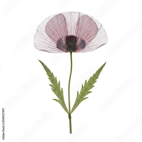Pressed wild poppy flower with delicate paper-thin petals and dark veining, slender green leaves and wiry stem on a solid white background, botanical beauty