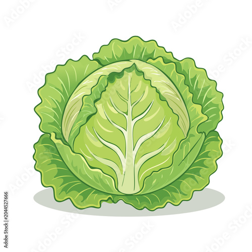Green cabbage illustration