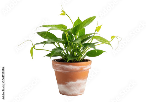 Potted philodendron plant with vibrant green heart-shaped leaves in a weathered terracotta clay pot isolated on a solid black background