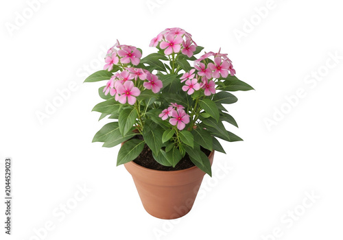 Potted plant with clusters of small pink flowers and green leaves in a terracotta clay pot isolated on a black background