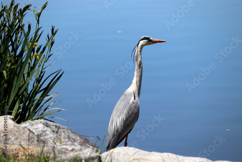 Foto Grey Heron Observing Tranquil Habitat: A Study in Animal Behavior