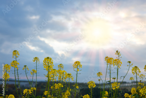 Spring landscape with Rape blossoms and sunrise.