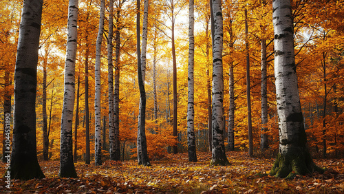 autumn forest tree leaves background, landscape