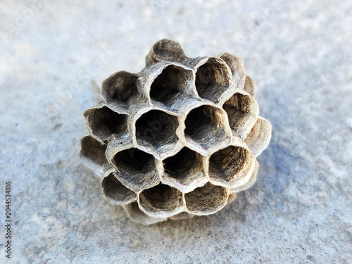 Wasp nest. Wasp nest with honeycomb. Abandoned honeycomb