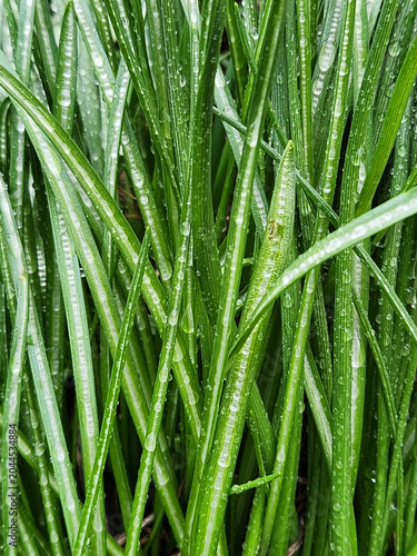 Dew drops on green grass. Morning dew on grass