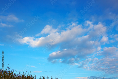 Blue sky background with white clouds and corn plant.