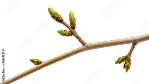 Fotografie Tree branch with green spring buds