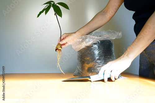 Fotografie Woman holds rooted avocado pit with vigorous shoot beside potting substrate bag