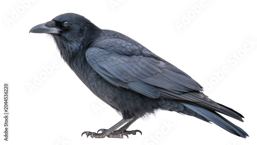 Photos Dark gray raven bird with black eyes and beak