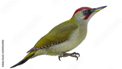 Photos Green woodpecker bird with red cap and black eye stripe