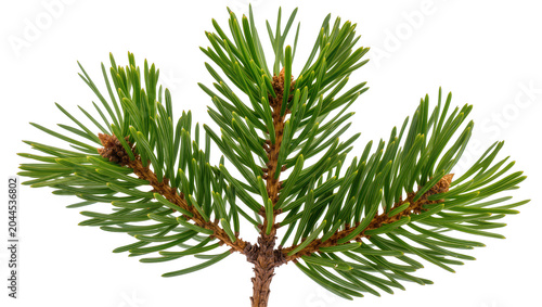 Tableau sur toile Pine tree branch with green needles and small cones
