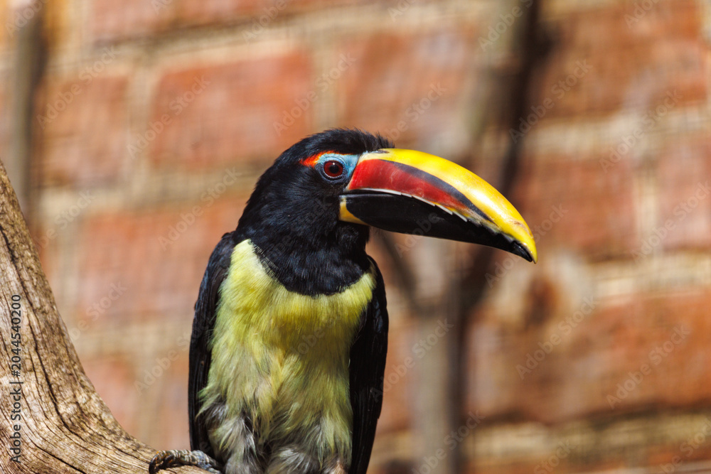 Obraz premium Toucan