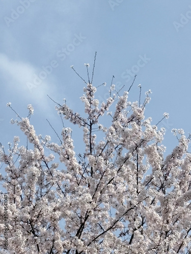 벚꽃