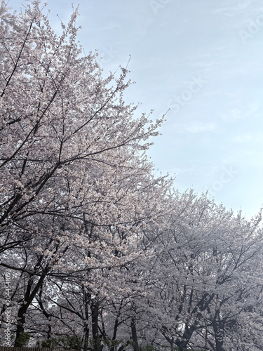 한국 벚꽃
