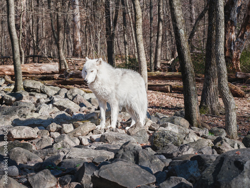 White Wolf Standing Among Woodland Rocks | Forest Watcher