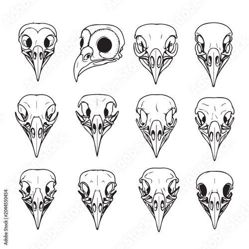 Detailed bird skull illustrations in a clean grid arrangement against a white background with scientific accuracy