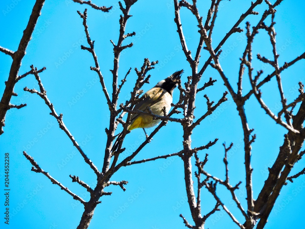 Obraz premium White spectacled bulbul bird and blue sky