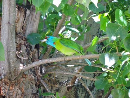 Photos beautiful blue throated barbet green and red bird
