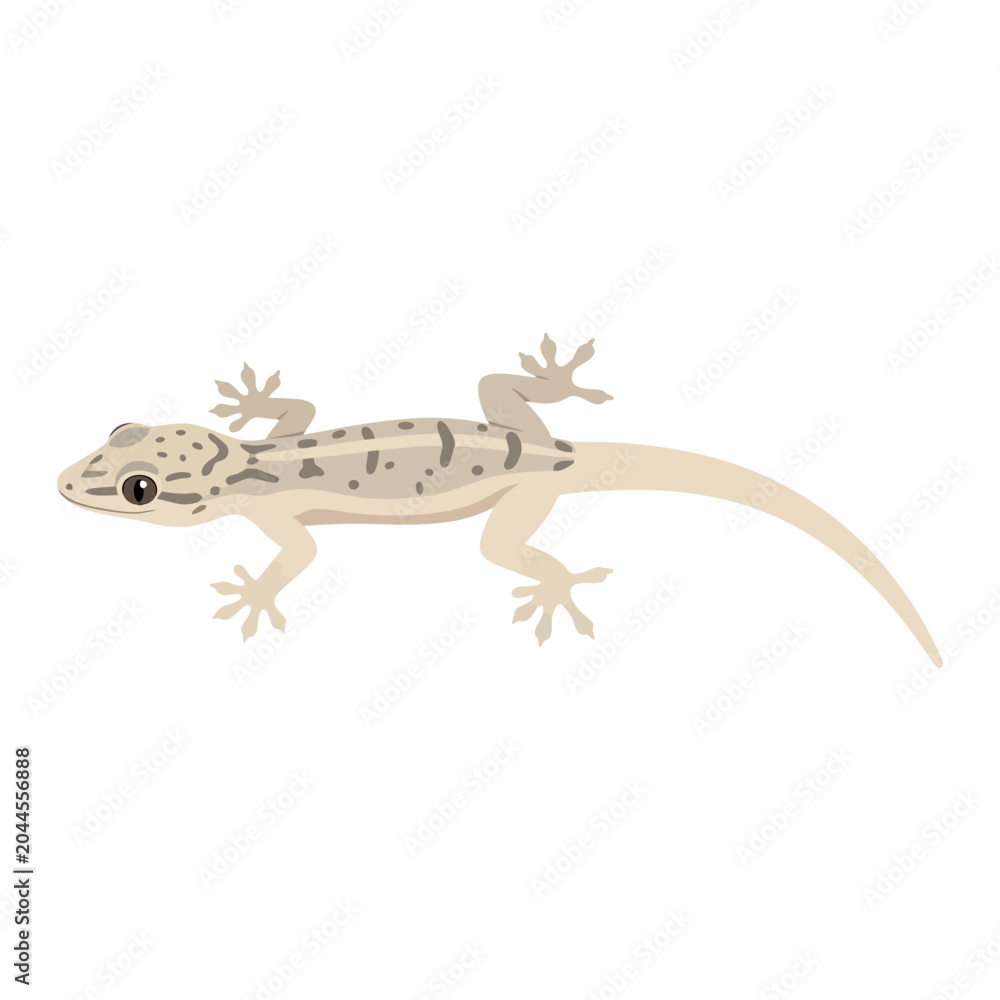 Fototapeta premium Common house gecko lizard reptile vector illustration