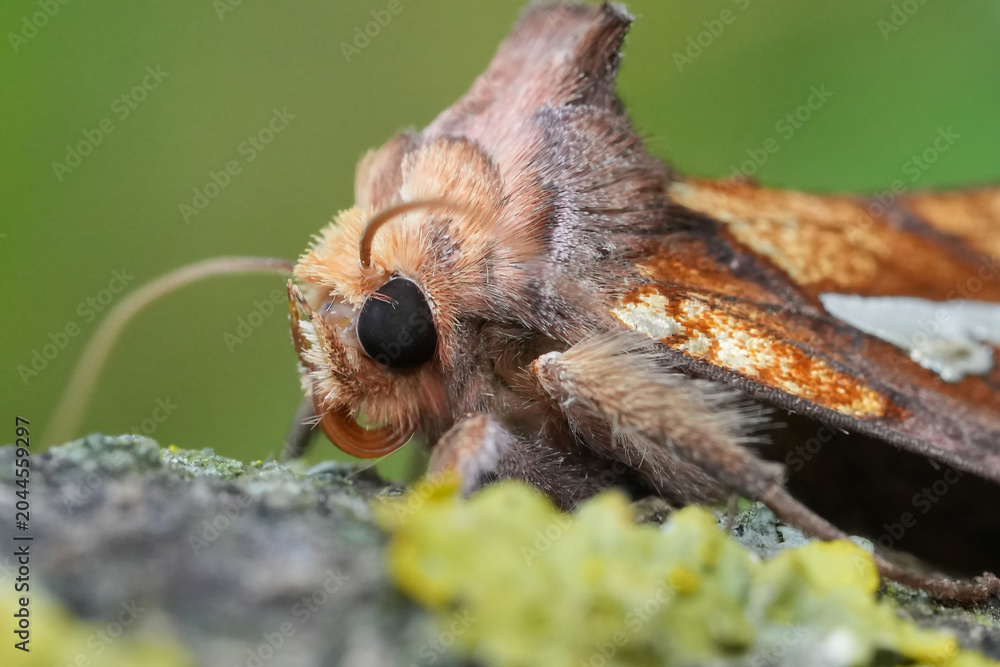 Obraz premium Intricate Macro View of a Brown Gold spot moth, Plusia festucae with Detailed Eyes and Furry Body on Textured Surface