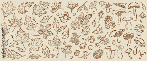 Fotografie Hand drawn autumn leaves, berries and forest mushrooms illustration set