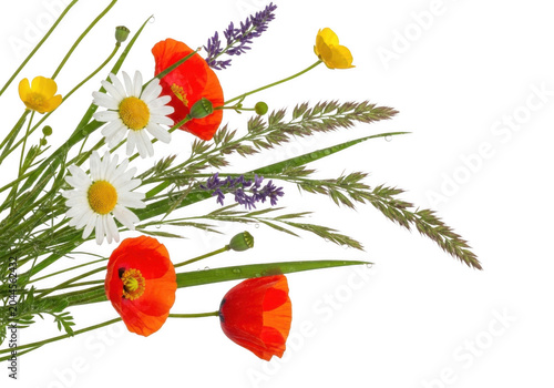 Bouquet of wild meadow flowers including red poppies, white daisies, yellow buttercups, purple lavender, and green grass on black background